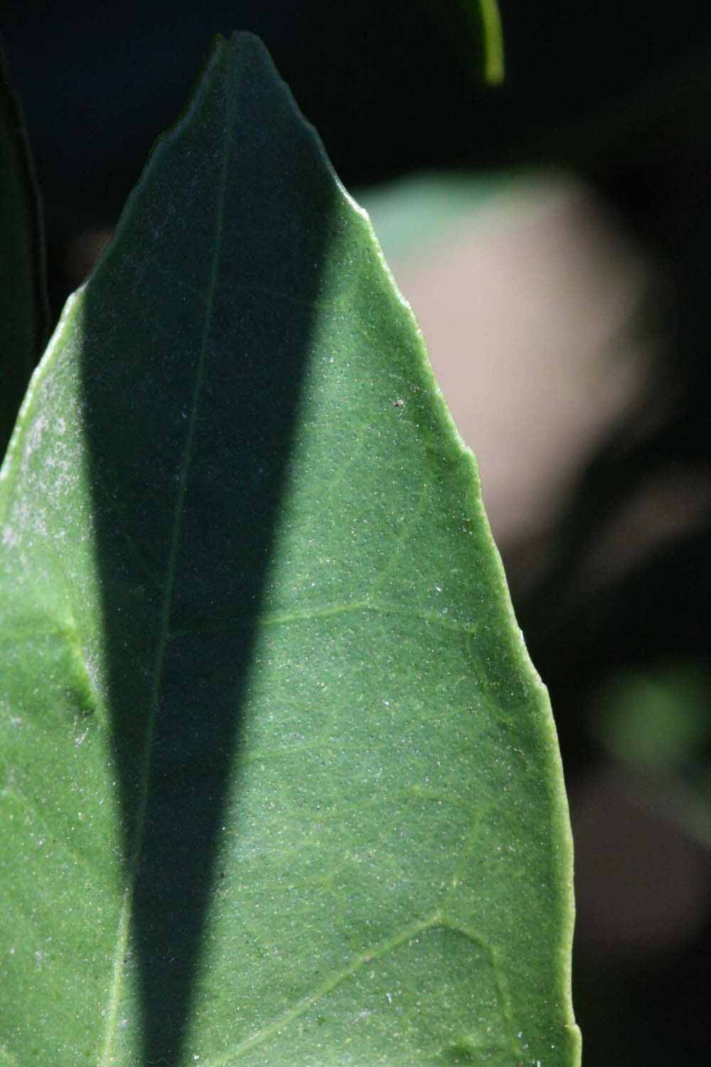              Margin (Sanguina Doblefina, Riverside, CA)       